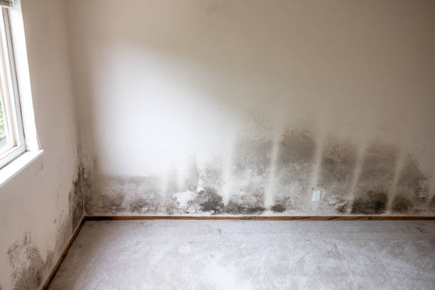 Mold Exposure & Symptoms